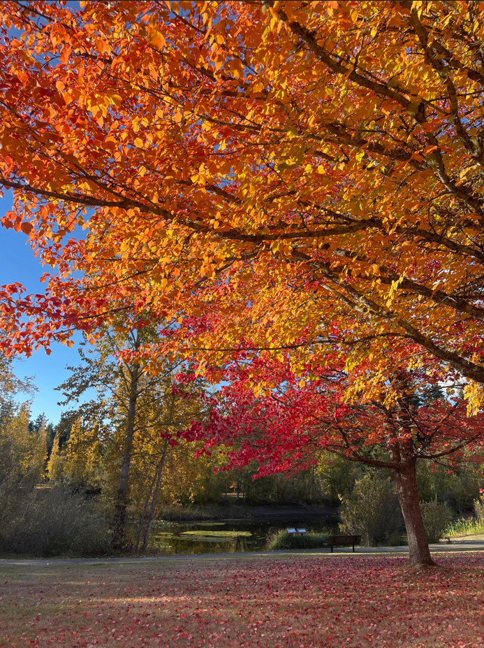 Bainbridge Island scenery