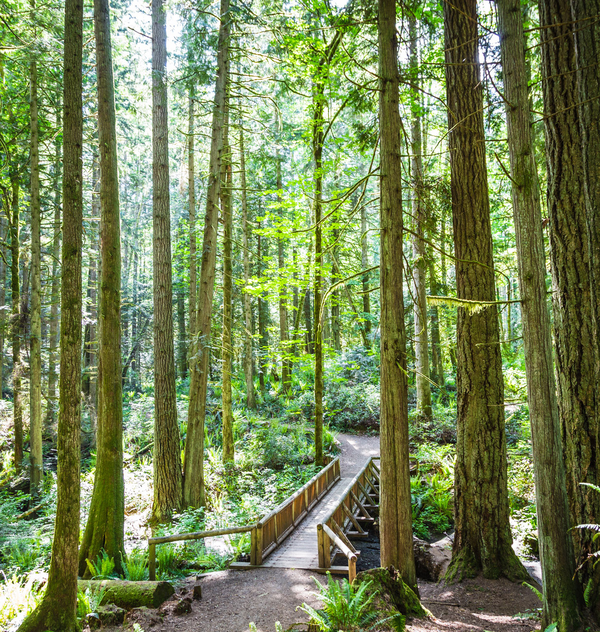 Grand Forest trails on Bainbridge Island