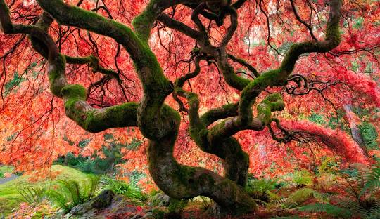 Bloedel Reserve Japanese Garden